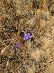 Brodiaea terrestris kernensis