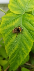 Bombus