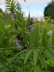 Vicia sepium