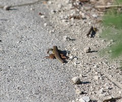 Aspidoscelis angusticeps