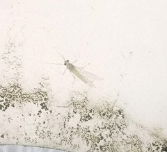 Maccaffertium terminatum terminatum