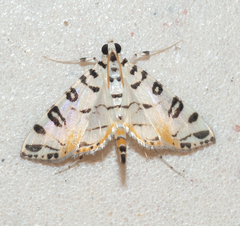 Conchylodes hedonialis