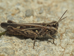 Omocestus raymondi