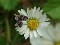 Anthophila fabriciana