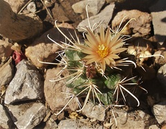 Coryphantha clavata stipitata