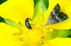 Anthophila fabriciana