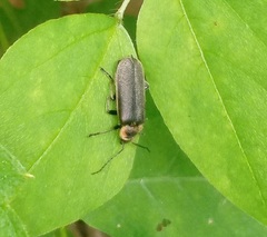 Atalantycha dentigera