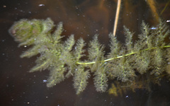 Utricularia australis