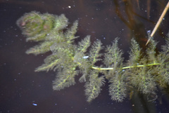Utricularia australis