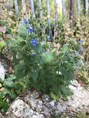 Pentaglottis sempervirens