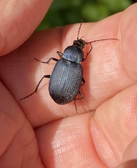 Chlaenius orbus