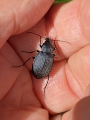 Chlaenius orbus