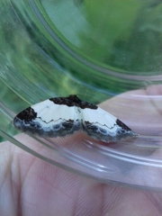 Mesoleuca albicillata