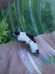 Mesoleuca albicillata