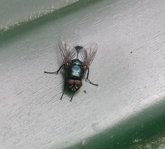 Protophormia terraenovae