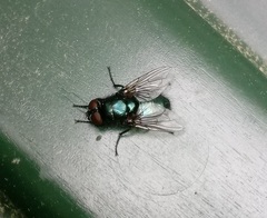 Protophormia terraenovae