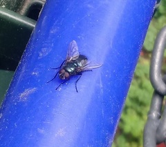 Protophormia terraenovae