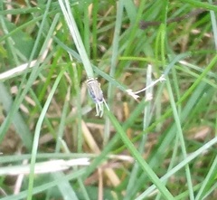 Amblysellus curtisii