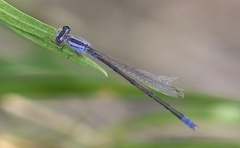 Enallagma semicirculare