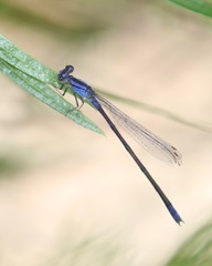 Enallagma semicirculare