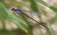 Enallagma semicirculare