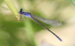 Enallagma semicirculare