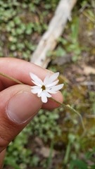 Lithophragma parviflorum parviflorum