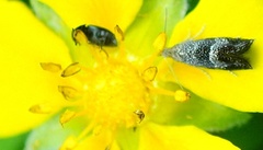 Anthophila fabriciana