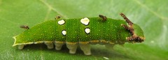 Charaxes candiope
