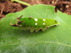 Charaxes candiope