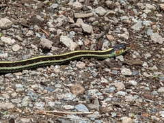 Thamnophis sirtalis