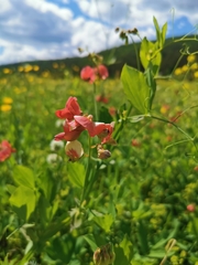 Lathyrus rotundifolius