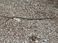 Thamnophis sirtalis