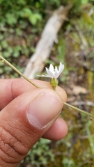 Lithophragma parviflorum parviflorum