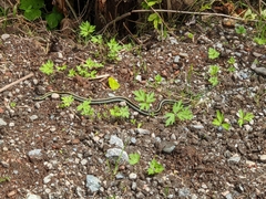 Thamnophis sirtalis