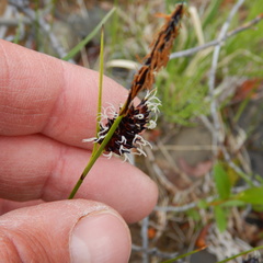 Carex membranacea