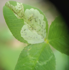 Liriomyza fricki