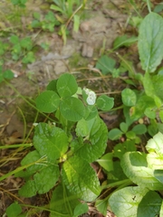 Liriomyza fricki