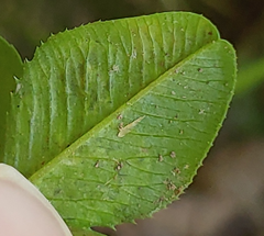 Liriomyza fricki