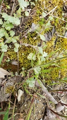 Lithophragma parviflorum parviflorum
