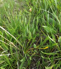 Pseudopodospermum strictum