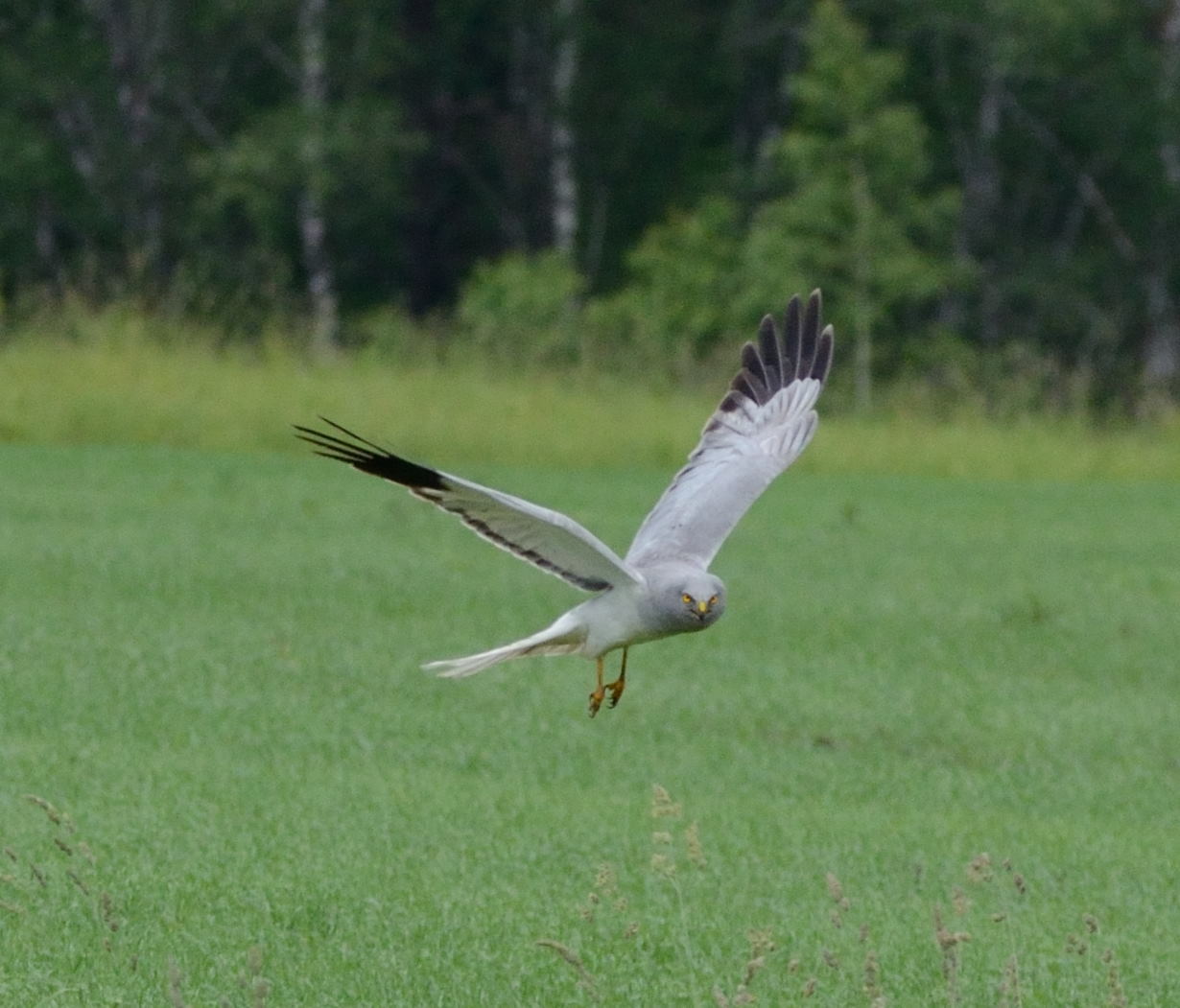 Circus cyaneus, Print, The hen harrier (Circus cyaneus) is a bird of prey.  The genus name Circus is derived from Ancient Greek kirkos, meaning  'circle', referring to a bird of prey named