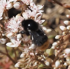 Bombus lapidarius