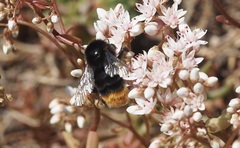 Bombus lapidarius