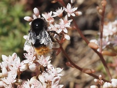 Bombus lapidarius
