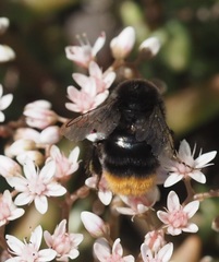 Bombus lapidarius