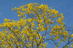 Handroanthus serratifolius