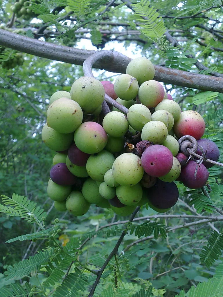 Ampelocissus acapulcensis (Ampelocissus acapulcensis)