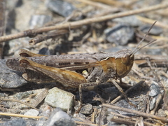Omocestus raymondi