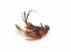 Macrosiagon mutilata